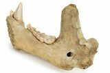 Fossil Cave Bear (Ursus spelaeus) Lower Jaw - Romania #243213-9